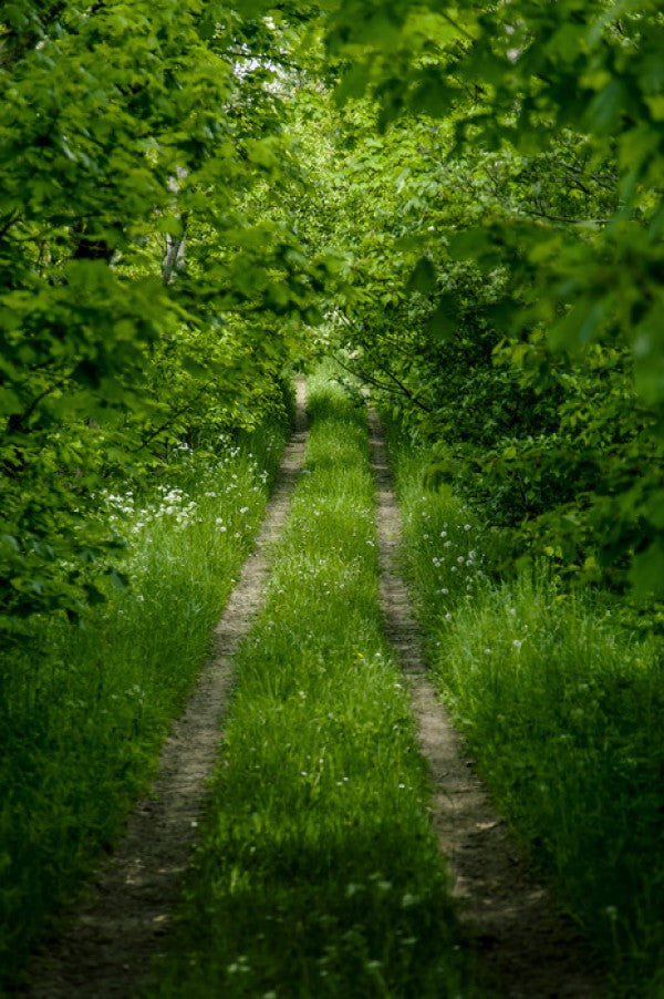 PHOTOWALL / Into the Green (e29961)