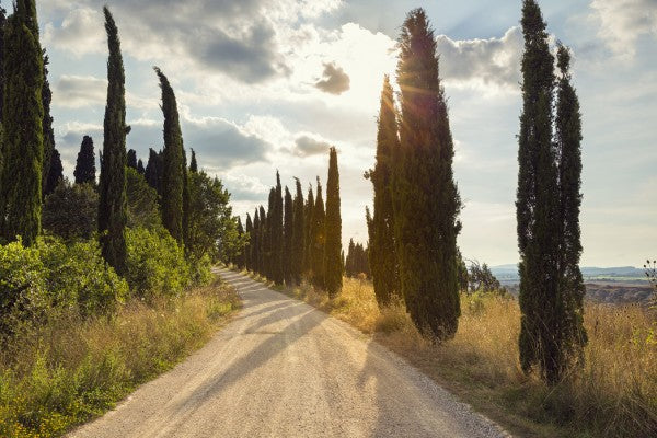PHOTOWALL / Ponte D´arbia, Toscana (e29978)