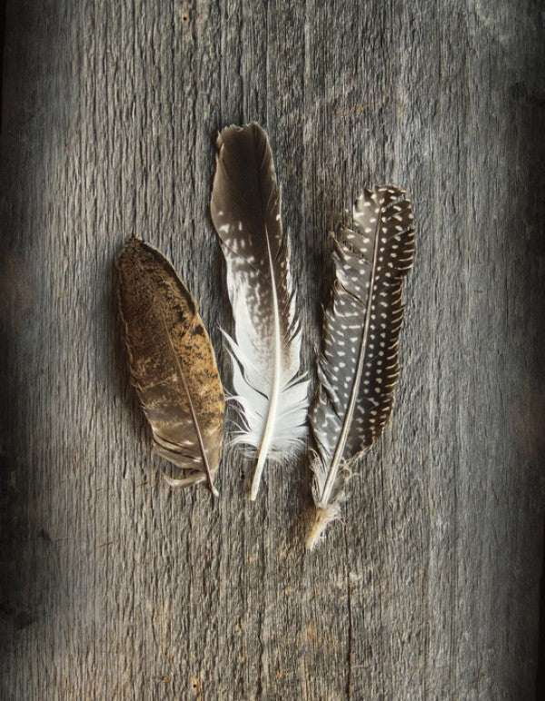 PHOTOWALL / Feathers on Wood II (e25891)