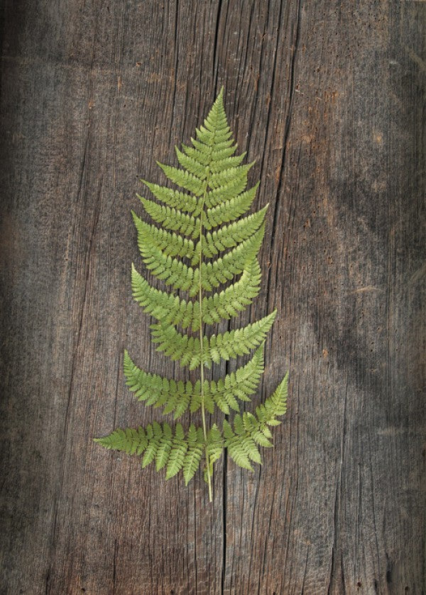 PHOTOWALL / Woodland Fern II (e25892)