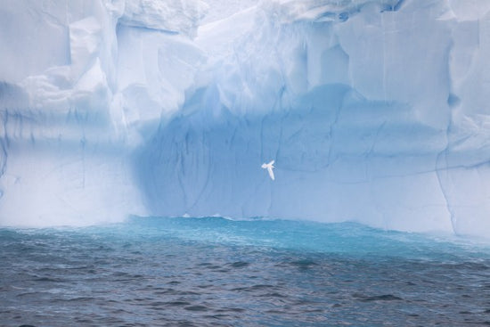 PHOTOWALL / Glacier in Antarctica (e29982)