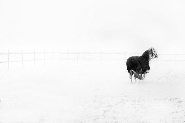 PHOTOWALL / Horse in Snowstorm (e29985)