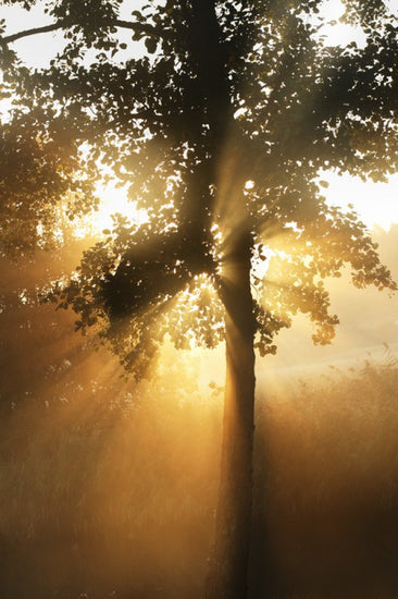 PHOTOWALL / Morning Sunbeam through Leaves (e29991)