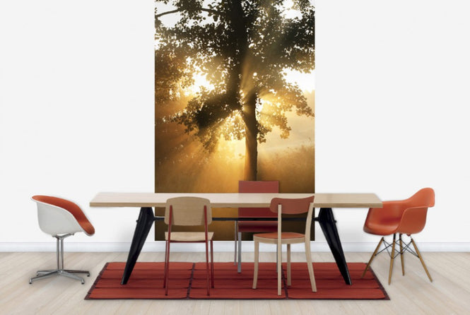 PHOTOWALL / Morning Sunbeam through Leaves (e29991)