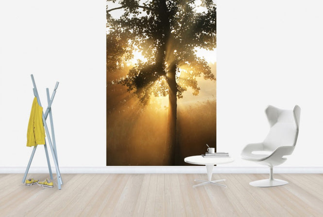PHOTOWALL / Morning Sunbeam through Leaves (e29991)