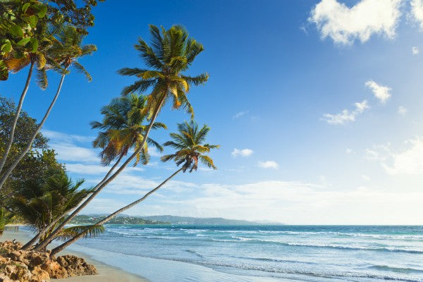 PHOTOWALL / Palms and Beach, Trinidad and Tobago (e29993)