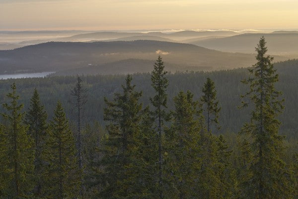 PHOTOWALL / Skuleskogen National Park Spruces, Sweden (e40431)