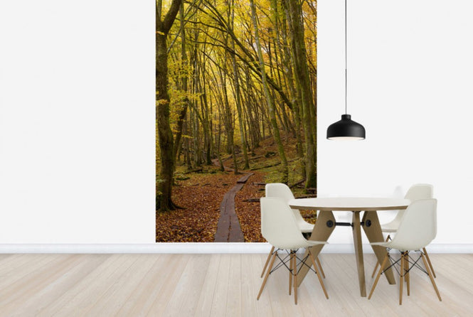 PHOTOWALL / Path through Beech Wood (e40485)