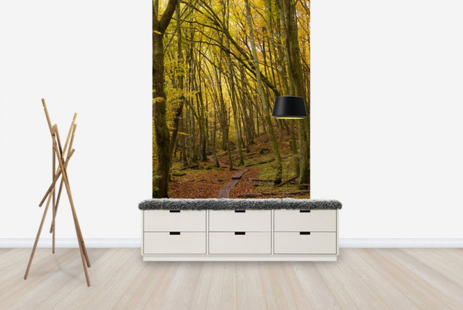 PHOTOWALL / Path through Beech Wood (e40485)