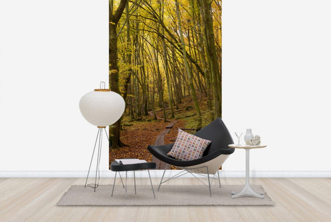 PHOTOWALL / Path through Beech Wood (e40485)