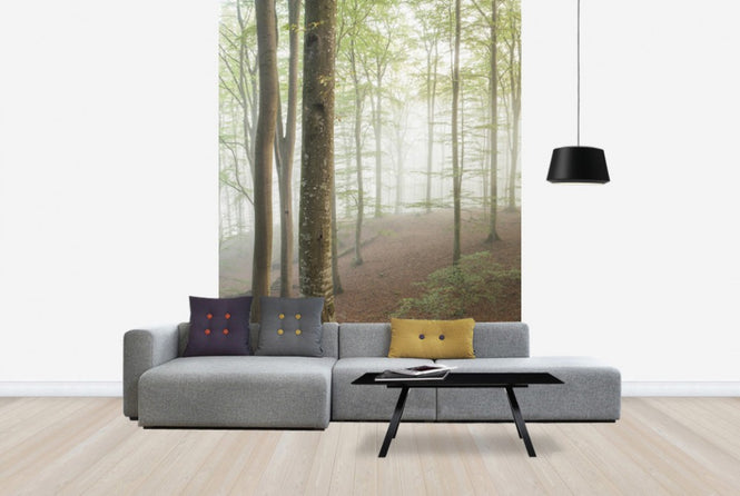 PHOTOWALL / Swedish Beech Forest I (e40487)