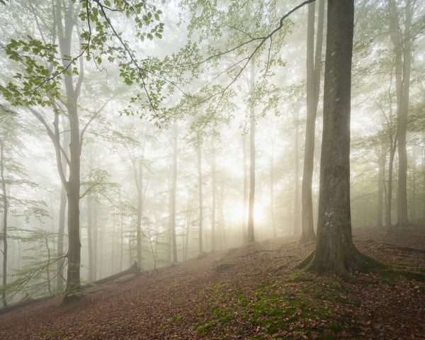 PHOTOWALL / Swedish Beech Forest II (e40488)