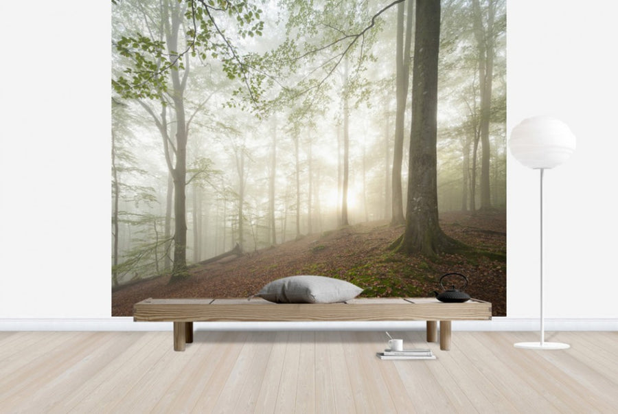 PHOTOWALL / Swedish Beech Forest II (e40488)