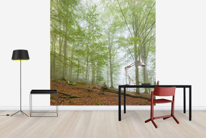 PHOTOWALL / Swedish Beech Forest III (e40489)
