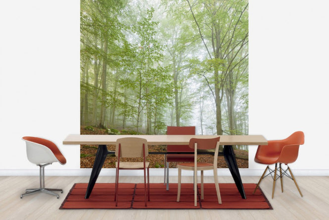PHOTOWALL / Swedish Beech Forest III (e40489)