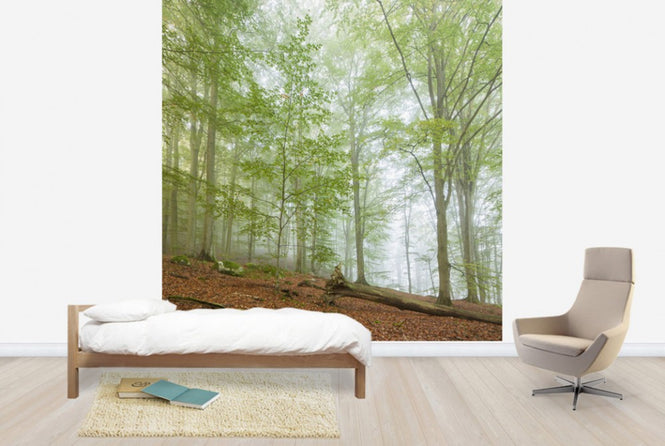 PHOTOWALL / Swedish Beech Forest III (e40489)