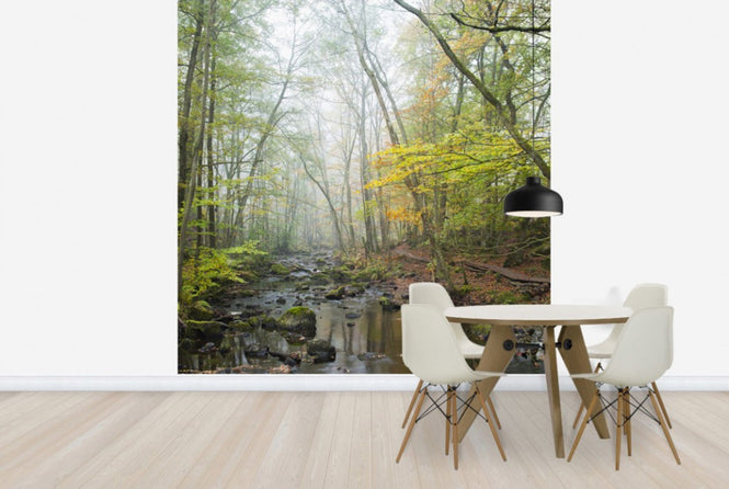 PHOTOWALL / Stream in Swedish Beech Forest I (e40490)