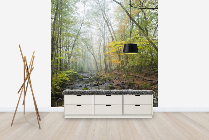 PHOTOWALL / Stream in Swedish Beech Forest I (e40490)