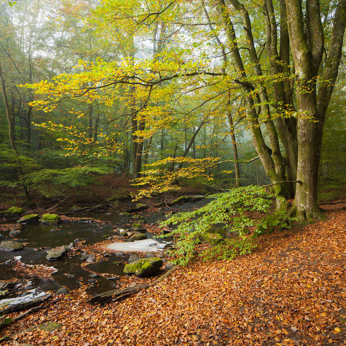 PHOTOWALL / Stream in Swedish Beech Forest II (e40491)