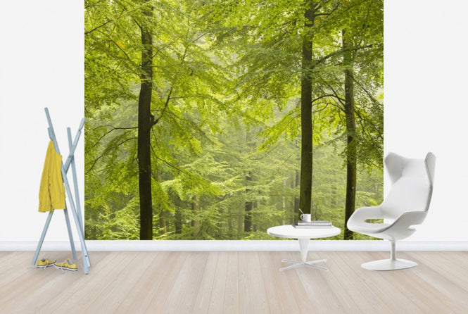 PHOTOWALL / Beech Forest in Torup, Sweden I (e40492)