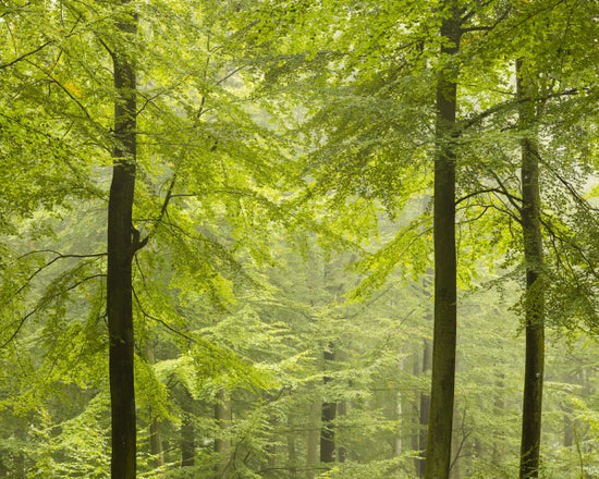 PHOTOWALL / Beech Forest in Torup, Sweden I (e40492)
