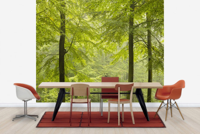 PHOTOWALL / Beech Forest in Torup, Sweden I (e40492)