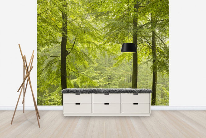 PHOTOWALL / Beech Forest in Torup, Sweden I (e40492)