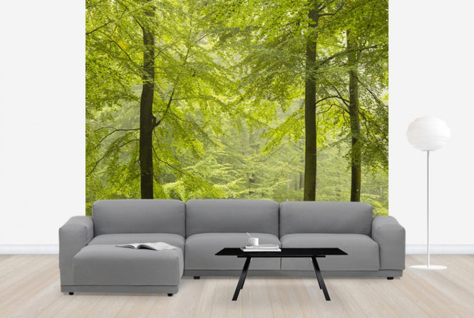 PHOTOWALL / Beech Forest in Torup, Sweden I (e40492)