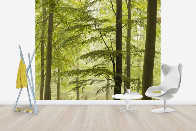 PHOTOWALL / Beech Forest in Torup, Sweden II (e40493)