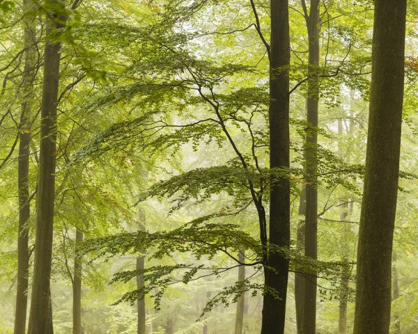 PHOTOWALL / Beech Forest in Torup, Sweden II (e40493)