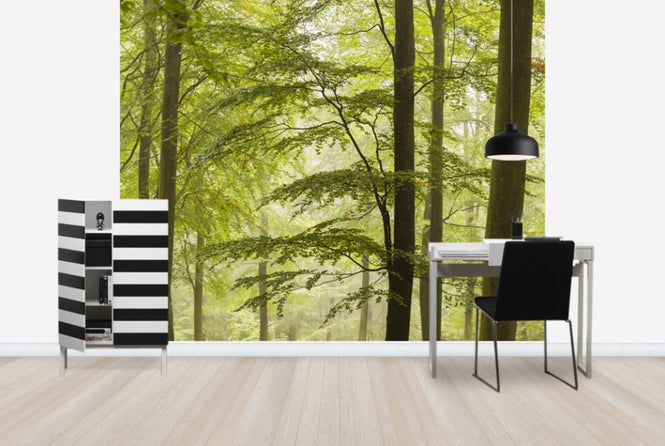 PHOTOWALL / Beech Forest in Torup, Sweden II (e40493)