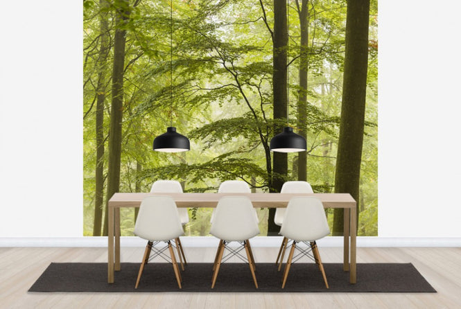 PHOTOWALL / Beech Forest in Torup, Sweden II (e40493)