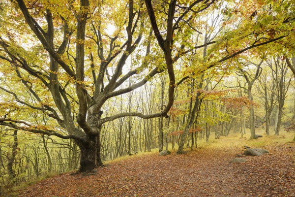 PHOTOWALL / Autumn Tree in Stenshuvud, Sweden (e40496)