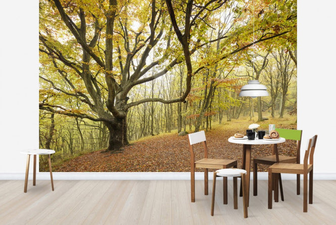 PHOTOWALL / Autumn Tree in Stenshuvud, Sweden (e40496)