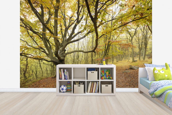 PHOTOWALL / Autumn Tree in Stenshuvud, Sweden (e40496)