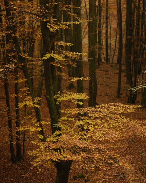 PHOTOWALL / Autumn Forest (e40498)
