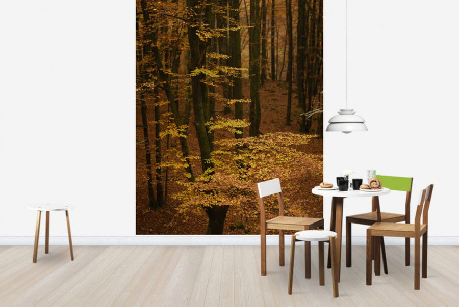 PHOTOWALL / Autumn Forest (e40498)