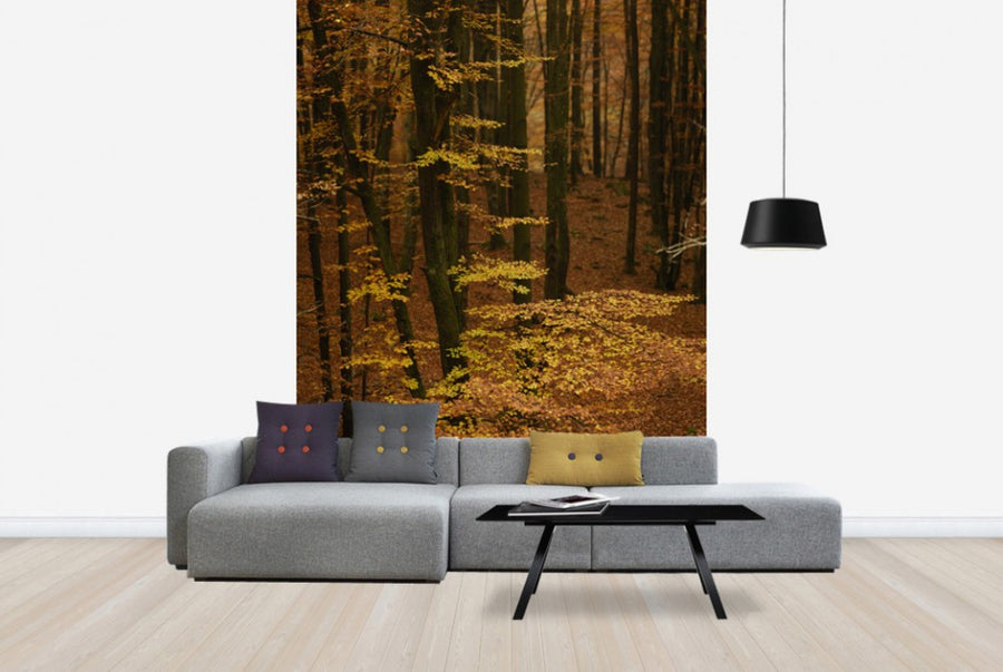 PHOTOWALL / Autumn Forest (e40498)