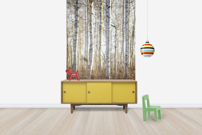 PHOTOWALL / Birch Forest in Dalarna, Sweden (e40499)