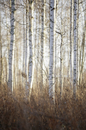 PHOTOWALL / Birch Forest in Dalarna, Sweden (e40499)