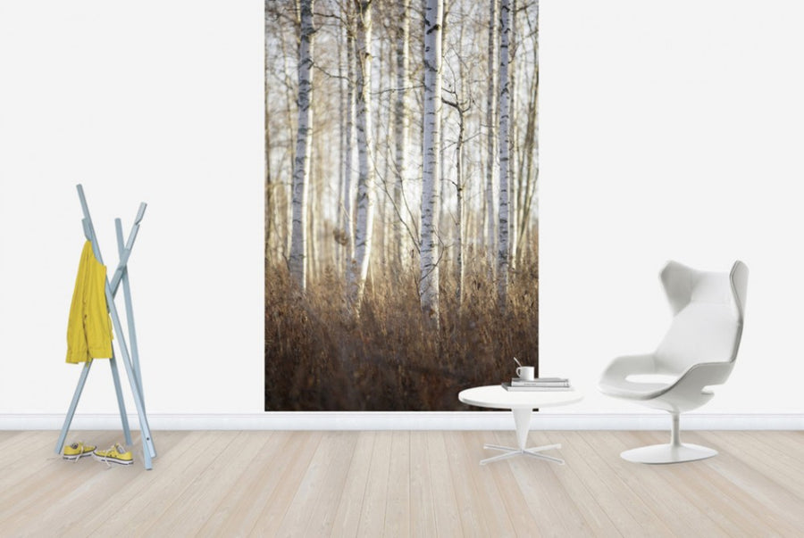 PHOTOWALL / Birch Forest in Dalarna, Sweden (e40499)