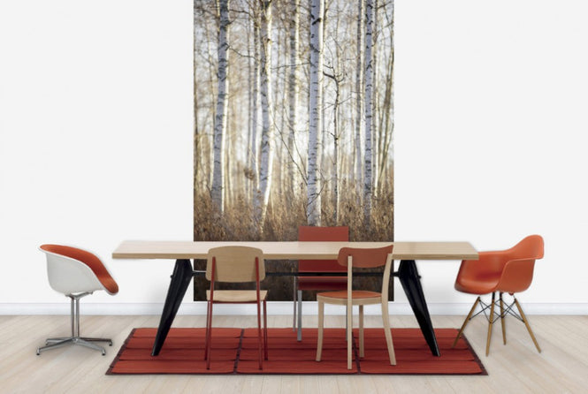 PHOTOWALL / Birch Forest in Dalarna, Sweden (e40499)