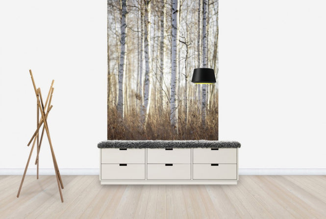 PHOTOWALL / Birch Forest in Dalarna, Sweden (e40499)