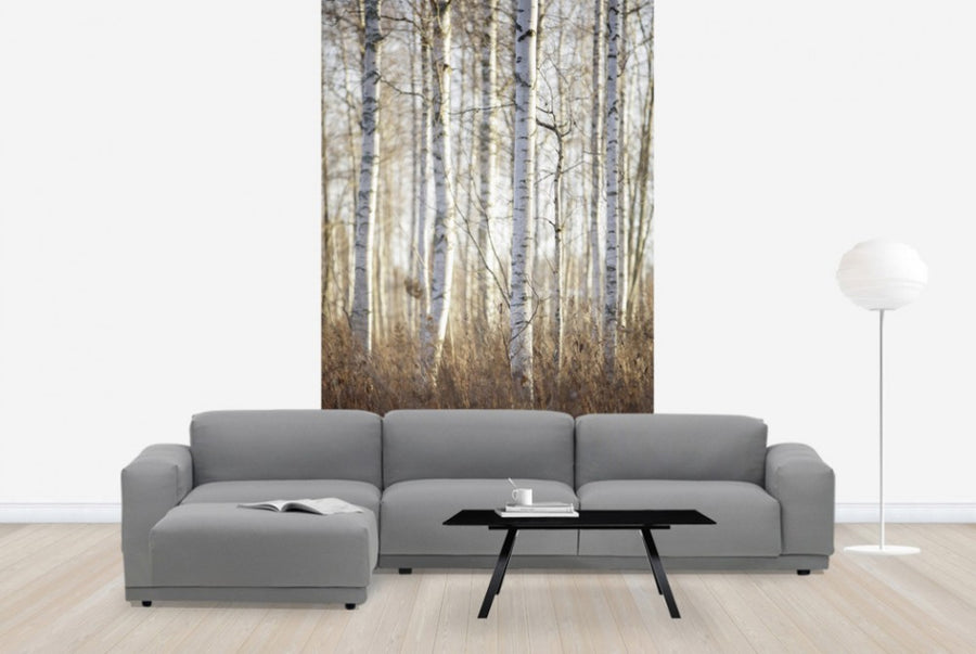 PHOTOWALL / Birch Forest in Dalarna, Sweden (e40499)