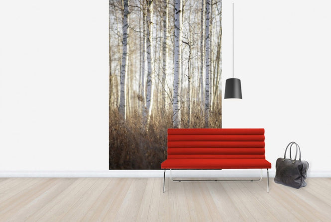 PHOTOWALL / Birch Forest in Dalarna, Sweden (e40499)
