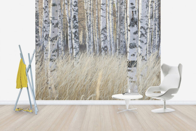 PHOTOWALL / Light Birch Forest (e40500)