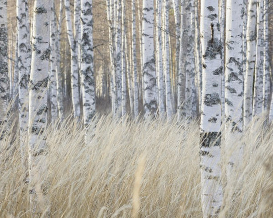 PHOTOWALL / Light Birch Forest (e40500)