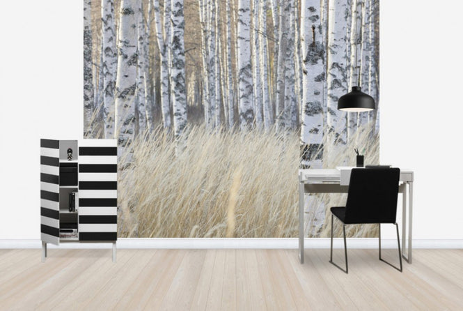 PHOTOWALL / Light Birch Forest (e40500)