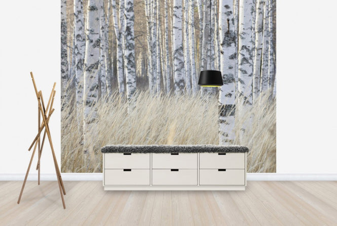 PHOTOWALL / Light Birch Forest (e40500)