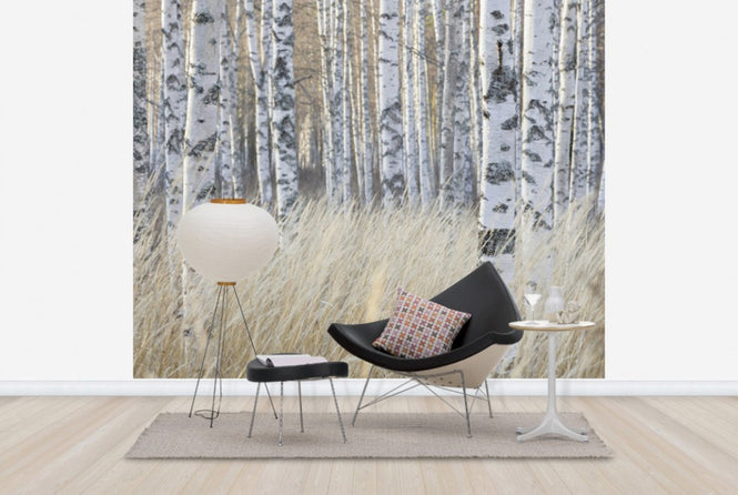 PHOTOWALL / Light Birch Forest (e40500)
